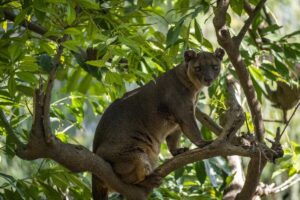 Fosa, depredador de la isla de Madagascar, en Bioparc